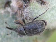 Gymnetron asellus