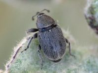 Gymnetron asellus