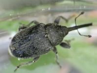 Gymnetron asellus