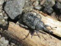 Gymnetron asellus