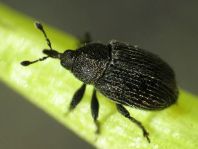 Gymnetron antirrhini