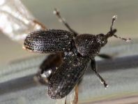 Gymnetron antirrhini