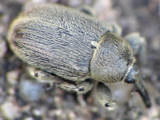Gymnetron asellus