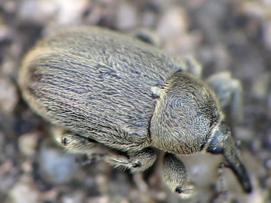 Gymnetron asellus