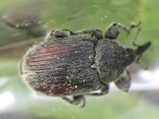 Gymnetron bipustulatum