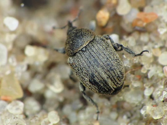 Gymnetron sp.