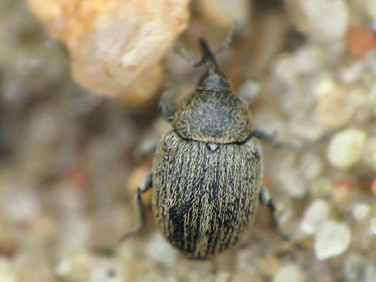 Gymnetron sp.