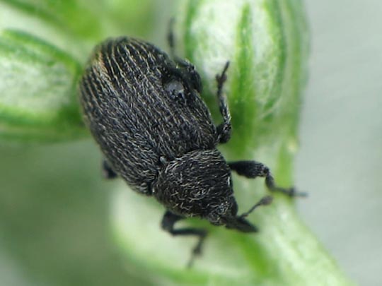 Gymnetron sp.
