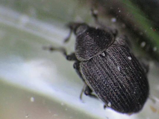 Gymnetron cf. antirrhini