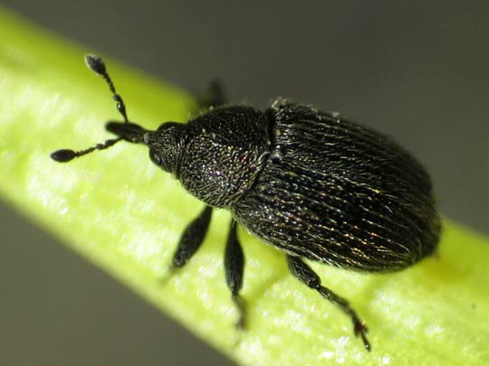 Gymnetron antirrhini