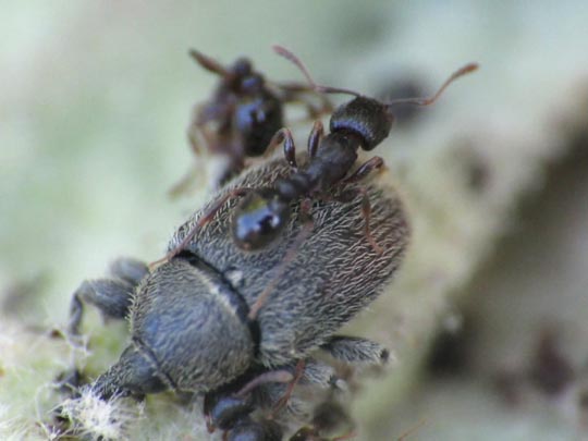 Gymnetron asellus