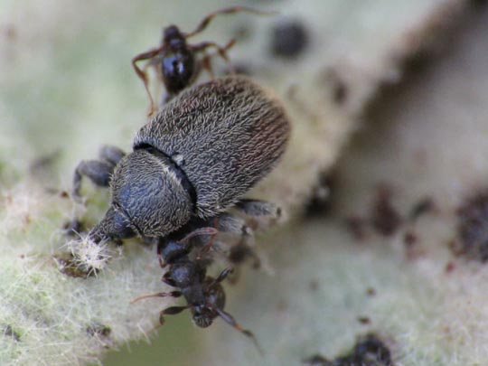 Gymnetron asellus