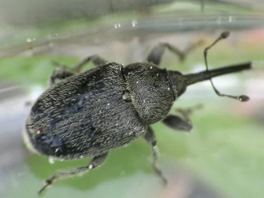 Gymnetron asellus