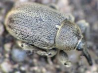 Gymnetron asellus