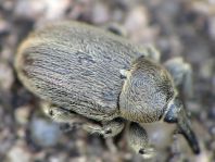 Gymnetron asellus