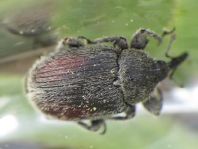 Gymnetron bipustulatum