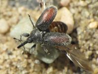 Gymnetron bipustulatum