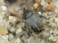 Gymnetron sp.