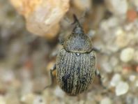 Gymnetron sp.
