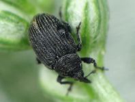 Gymnetron sp.