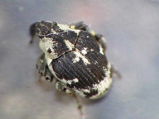 Hadroplontus litura