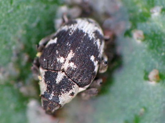 Hadroplontus litura