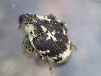 Hadroplontus litura