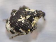 Hadroplontus litura