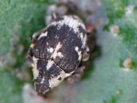 Hadroplontus litura