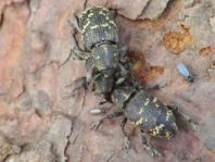 Fichtenrüsselkäfer, Hylobius abietis