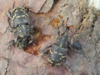 Fichtenrüsselkäfer, Hylobius abietis
