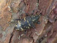 Fichtenrüsselkäfer, Hylobius abietis