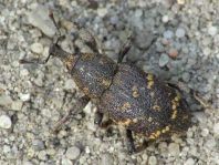 Fichtenrüsselkäfer, Hylobius abietis