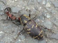 Fichtenrüsselkäfer, Hylobius abietis