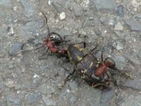 Fichtenrüsselkäfer, Hylobius abietis