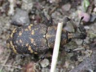 Fichtenrüsselkäfer, Hylobius abietis