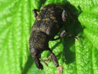 Fichtenrüsselkäfer, Hylobius abietis