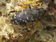 Fichtenrüsselkäfer, Hylobius abietis
