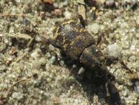 Fichtenrüsselkäfer, Hylobius abietis