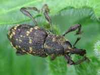 Fichtenrüsselkäfer, Hylobius abietis