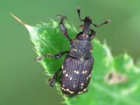 Fichtenrüsselkäfer, Hylobius abietis