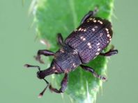 Fichtenrüsselkäfer, Hylobius abietis