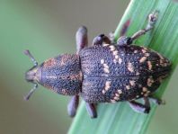 Fichtenrüsselkäfer, Hylobius abietis