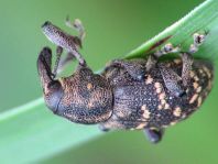 Fichtenrüsselkäfer, Hylobius abietis