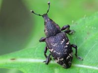 Fichtenrüsselkäfer, Hylobius abietis