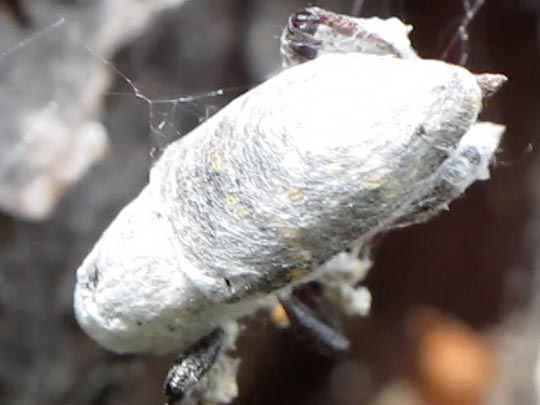 Hylobius abietis, Fichtenrüsselkäfer