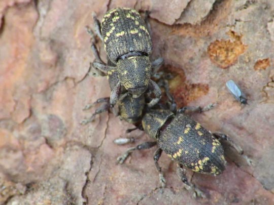 Hylobius abietis, Fichtenrüsselkäfer