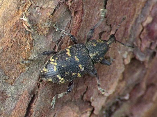 Hylobius abietis, Fichtenrüsselkäfer