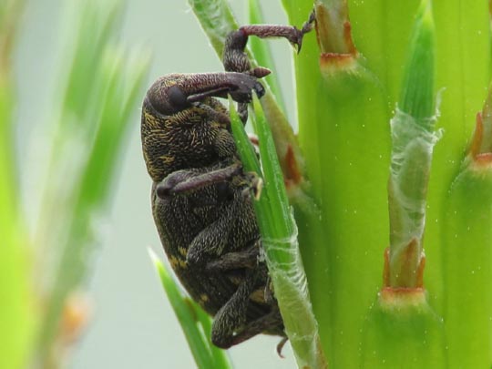Hylobius abietis, Fichtenrüsselkäfer