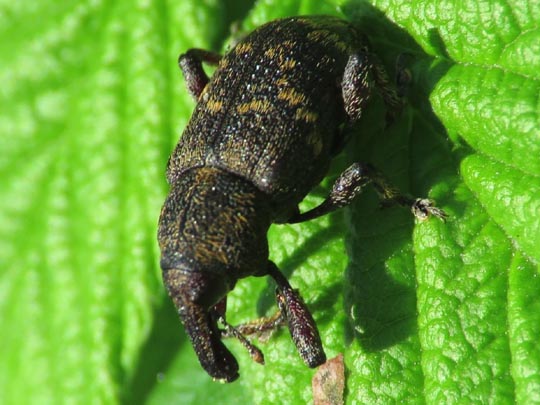 Hylobius abietis, Fichtenrüsselkäfer